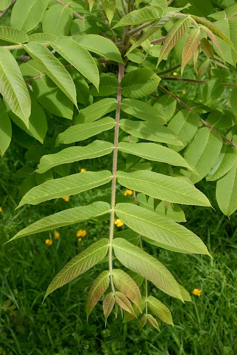 Juglans ailantifolia