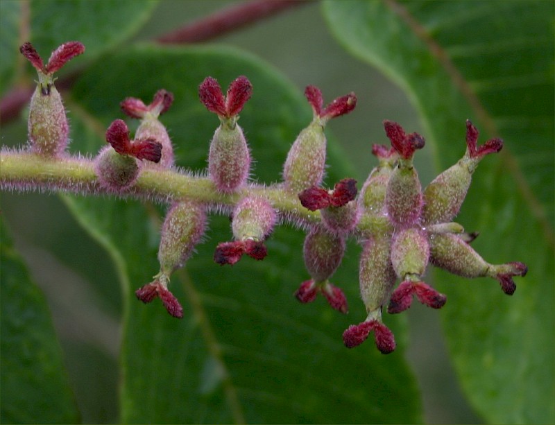 Juglans ailantifolia