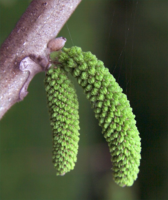 Juglans ailantifolia