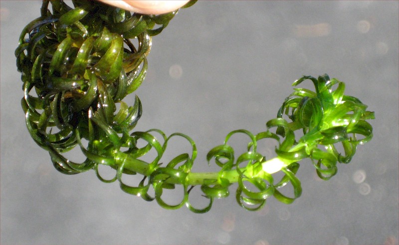 Lagarosiphon major