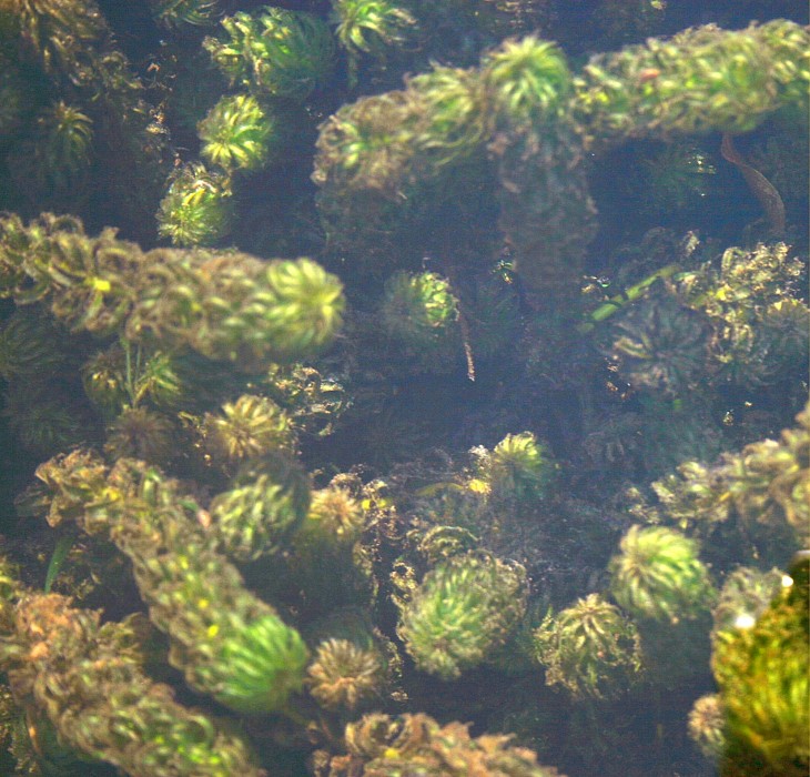 Lagarosiphon major