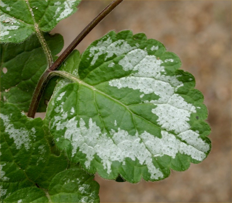 Lamium galeobdolon
