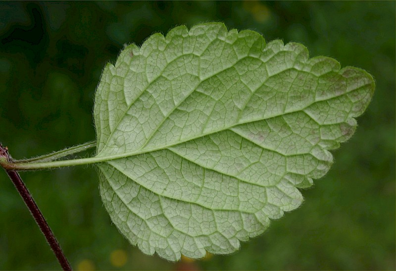Lamium galeobdolon