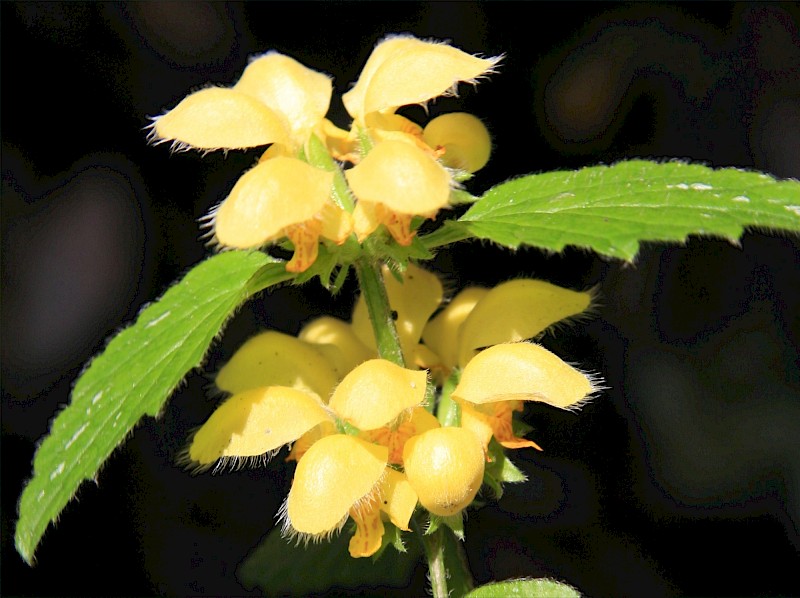 Lamium galeobdolon