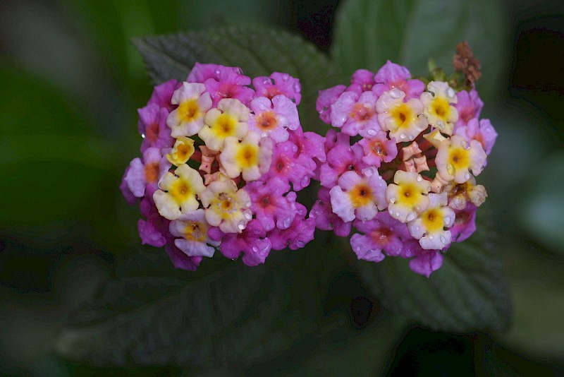 Lantana × aculeata
