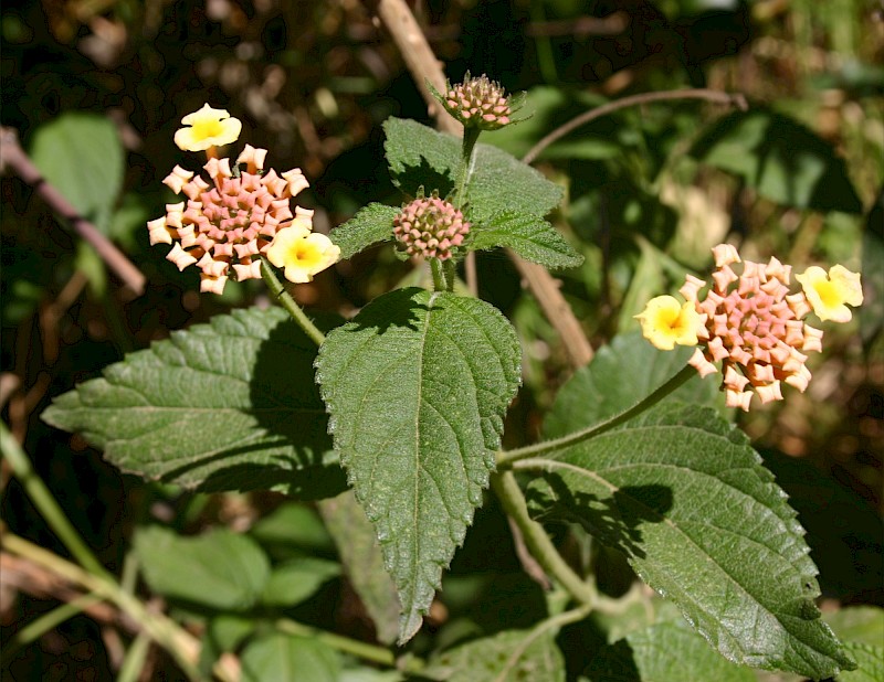 Lantana × aculeata