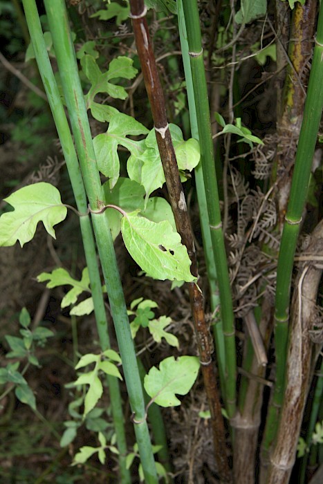 Leycesteria formosa