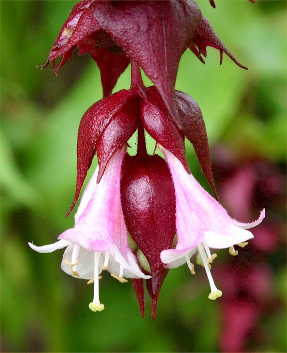 Leycesteria formosa