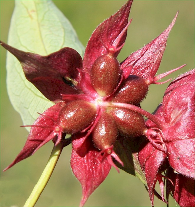 Leycesteria formosa