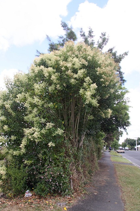 Ligustrum lucidum