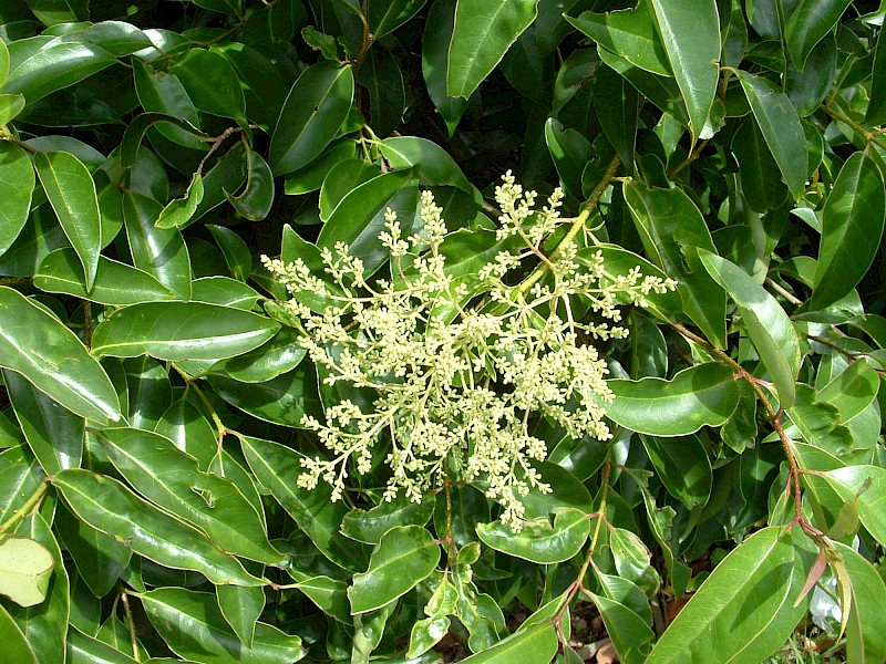 Ligustrum lucidum