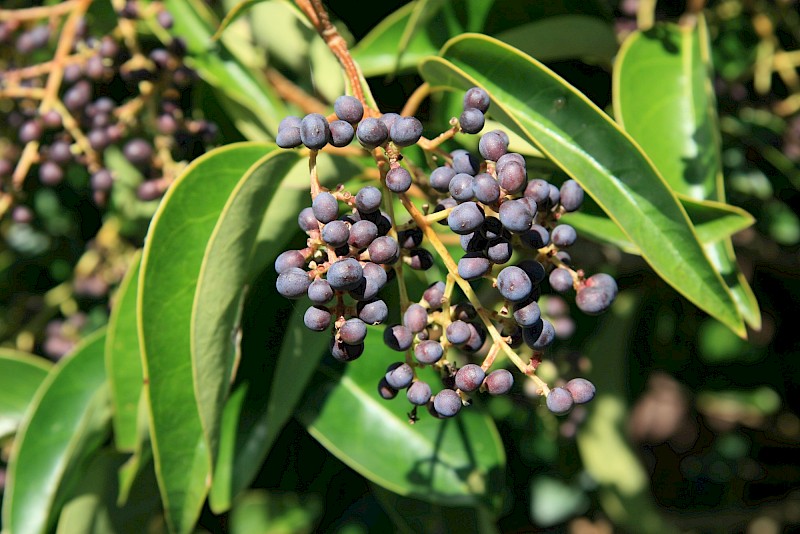 Ligustrum lucidum