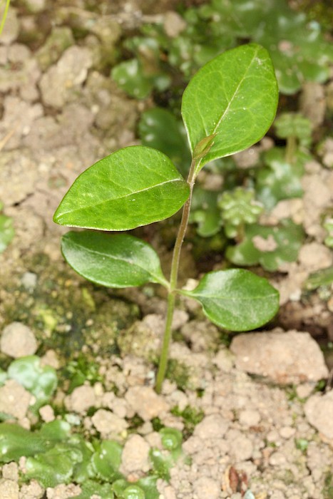 Ligustrum lucidum