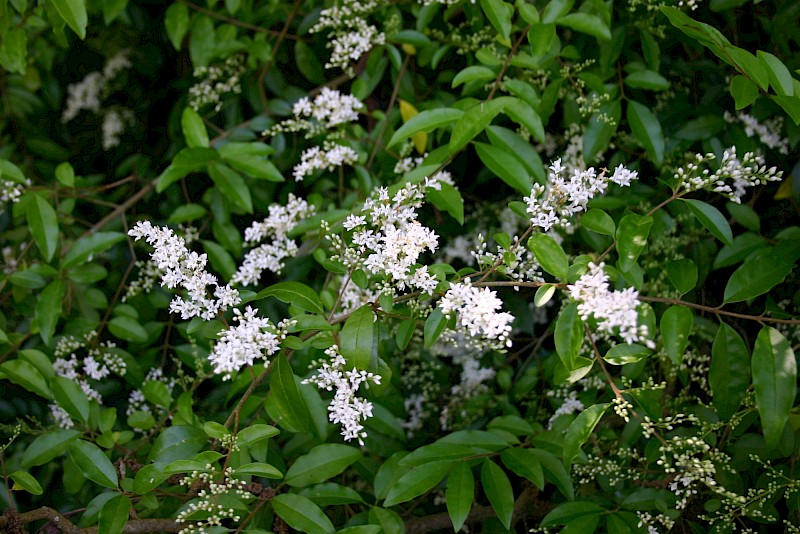 Ligustrum sinense