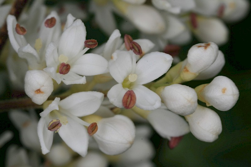 Ligustrum sinense