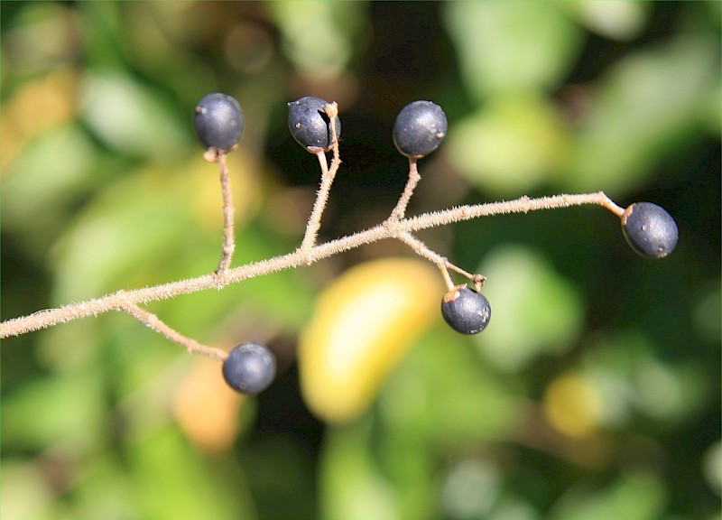 Ligustrum sinense