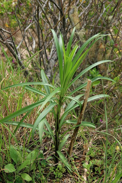 Lilium formosanum