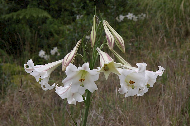 Lilium formosanum