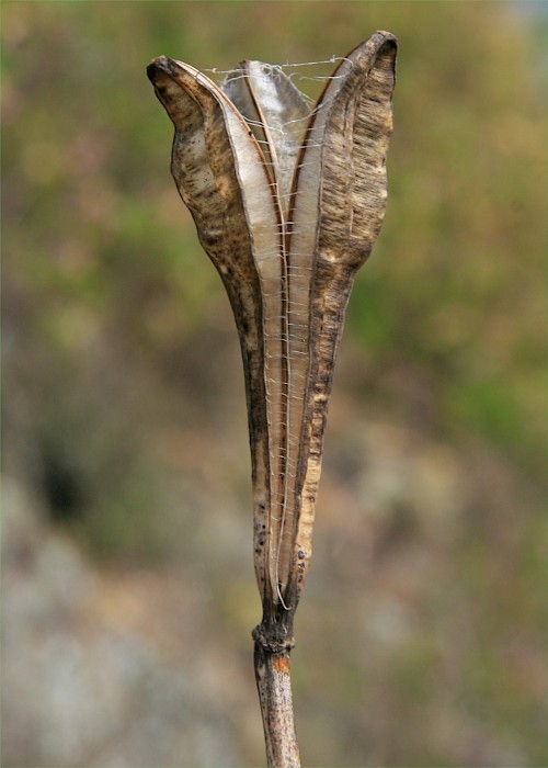 Lilium formosanum