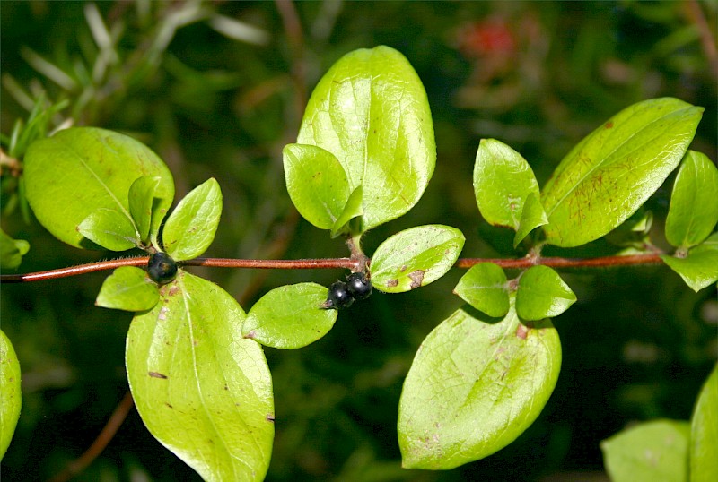 Lonicera japonica