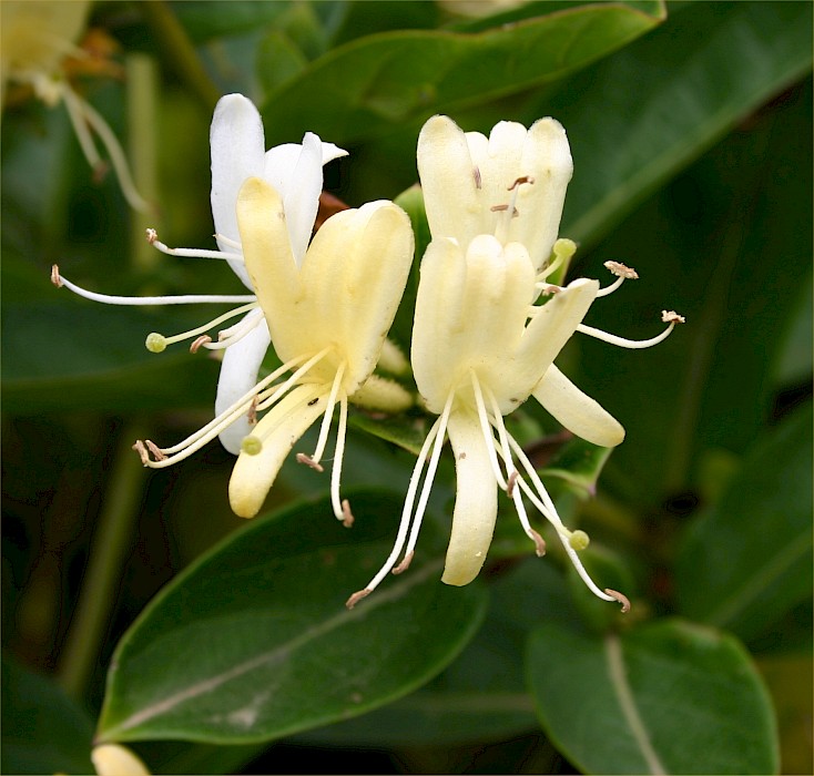 Lonicera japonica