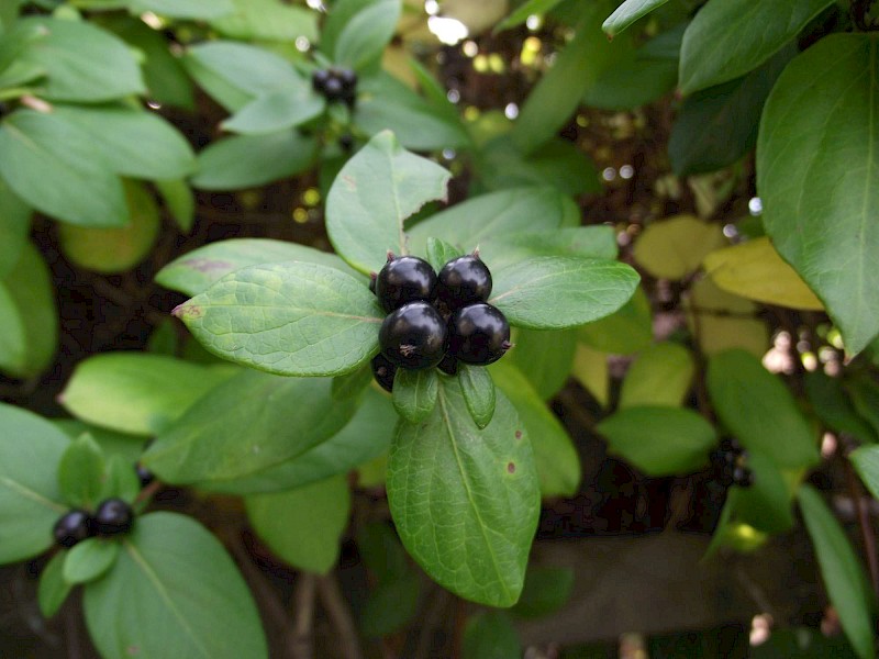Lonicera japonica