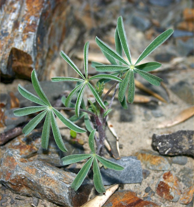 Lupinus arboreus
