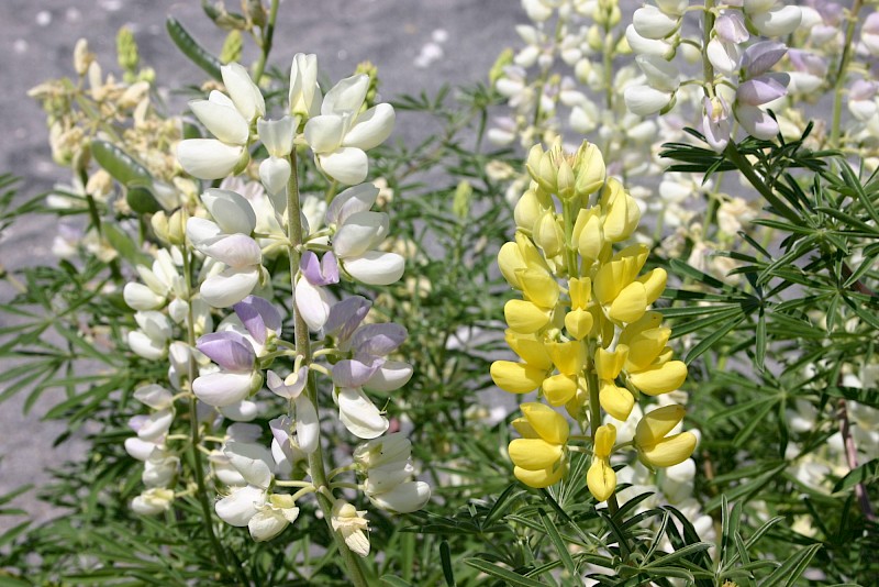 Lupinus arboreus
