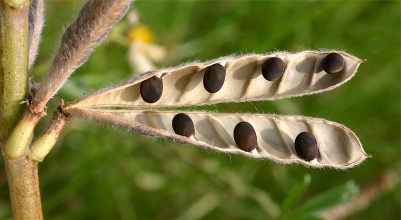 Lupinus arboreus