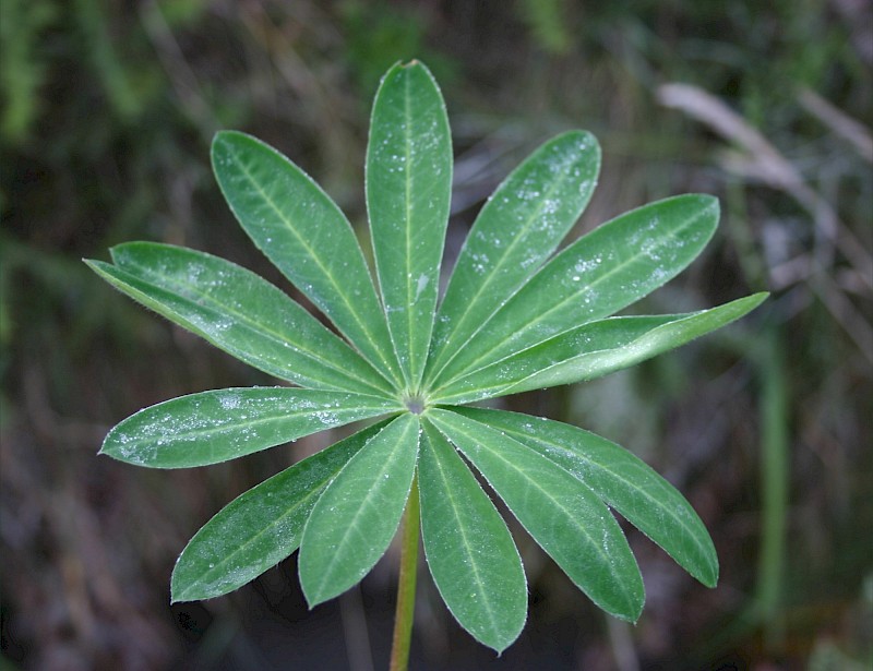 Lupinus polyphyllus