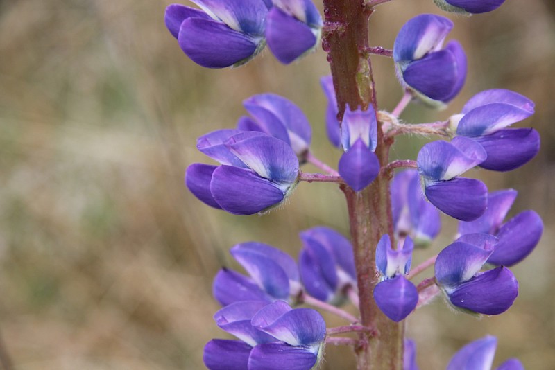 Lupinus polyphyllus
