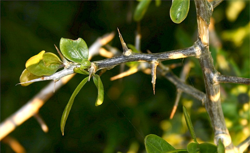Lycium ferocissimum