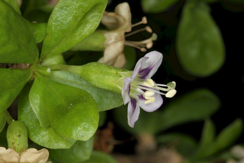 Lycium ferocissimum
