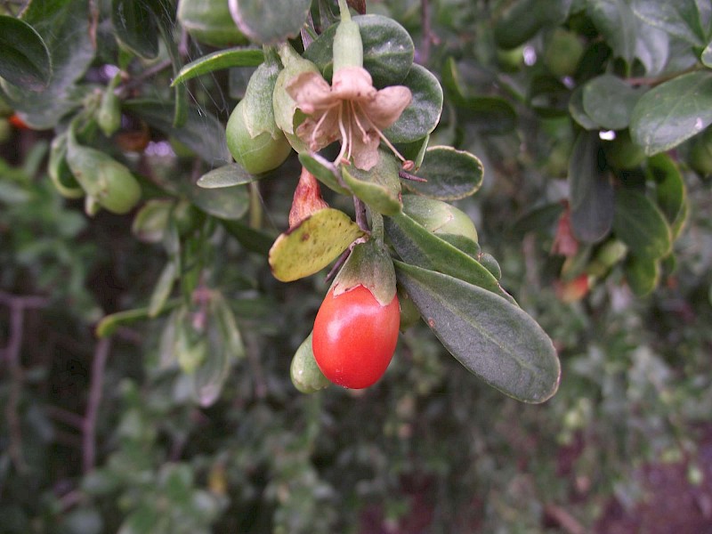 Lycium ferocissimum