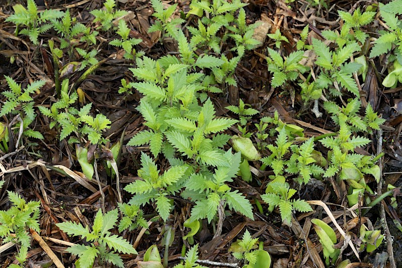 Lycopus europaeus
