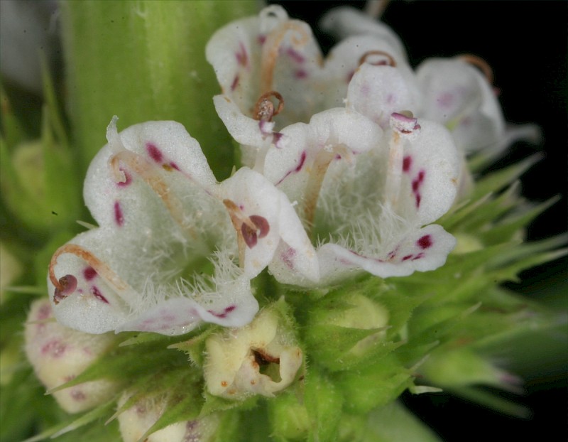 Lycopus europaeus