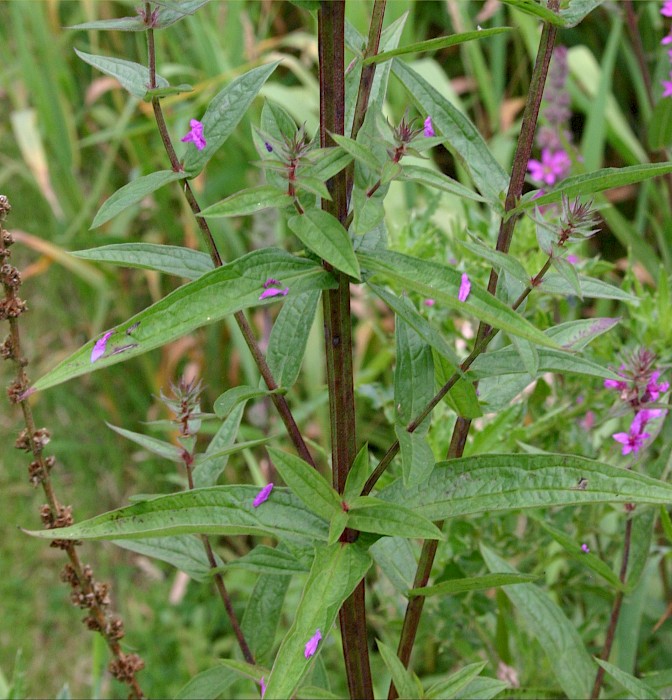 Lythrum salicaria
