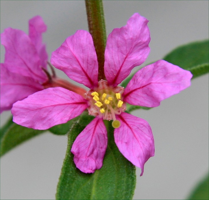 Lythrum salicaria
