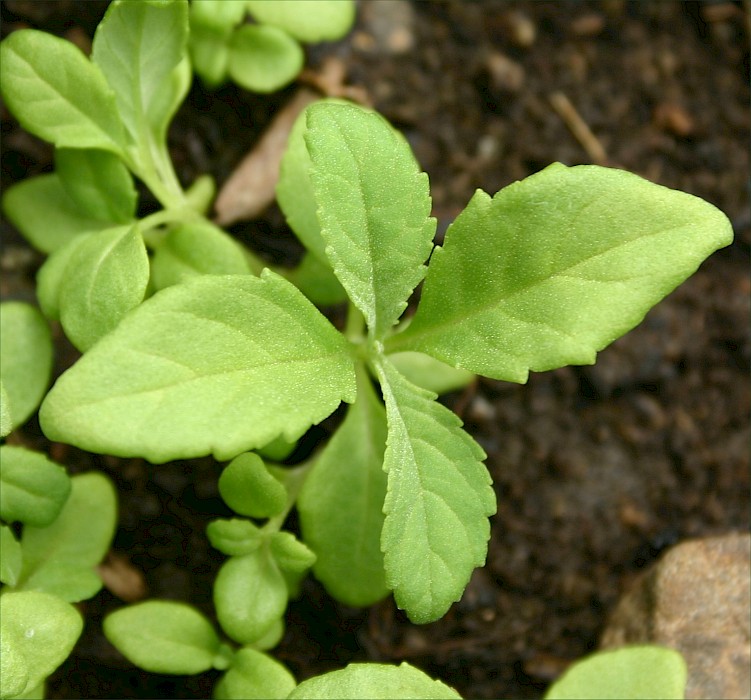 Lythrum salicaria