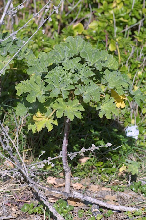 Malva arborea