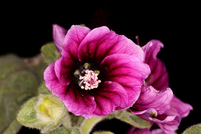 Malva arborea
