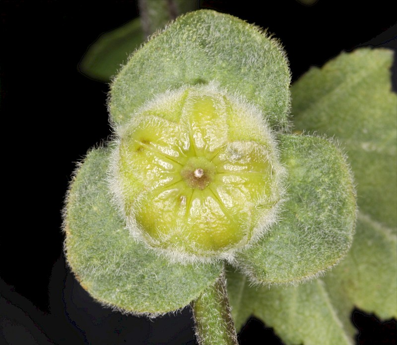 Malva arborea