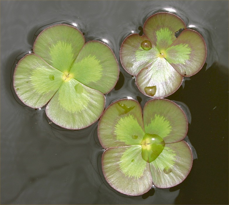 Marsilea mutica