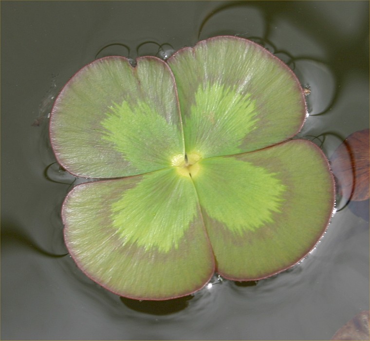 Marsilea mutica