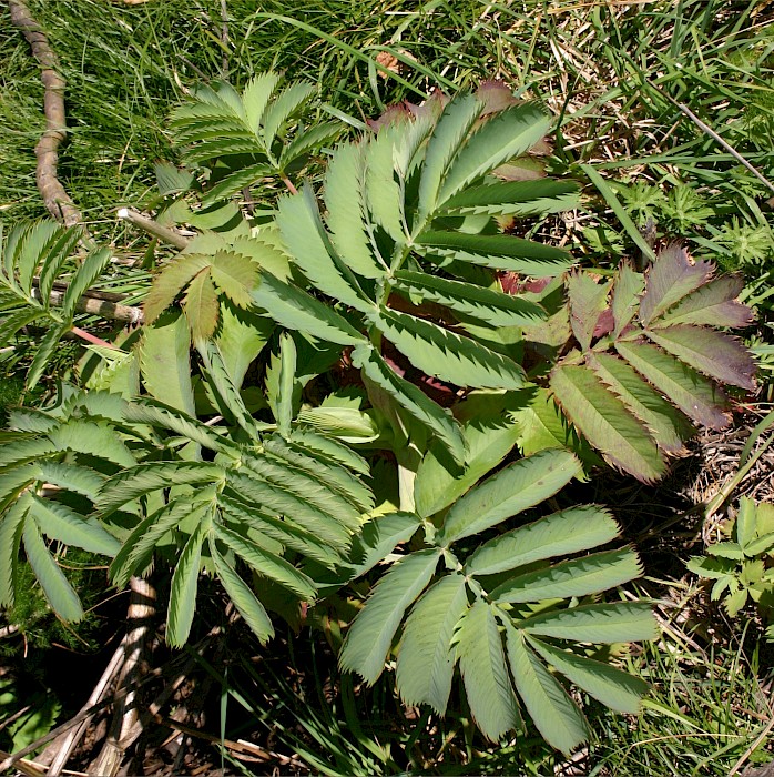 Melianthus major