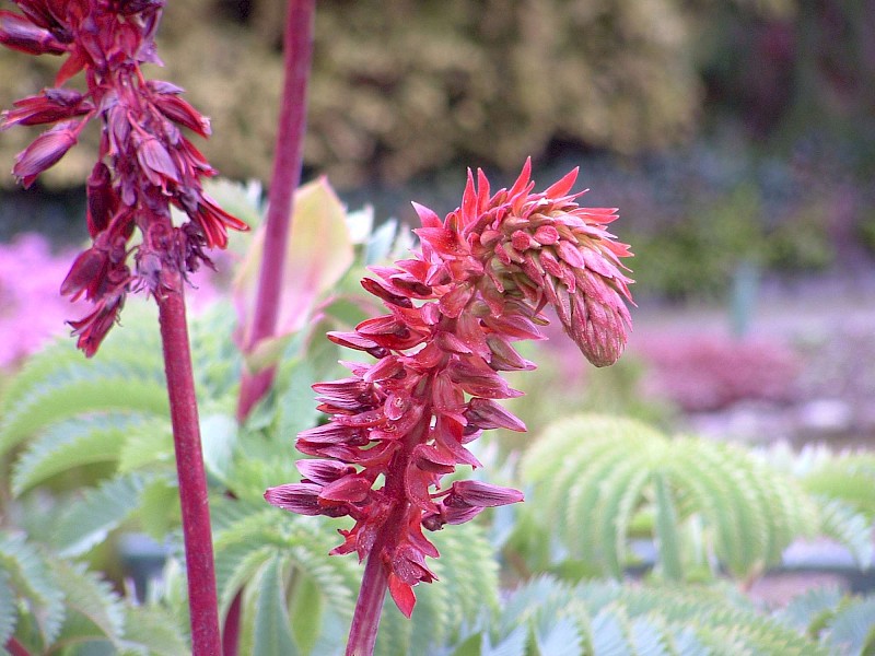 Melianthus major