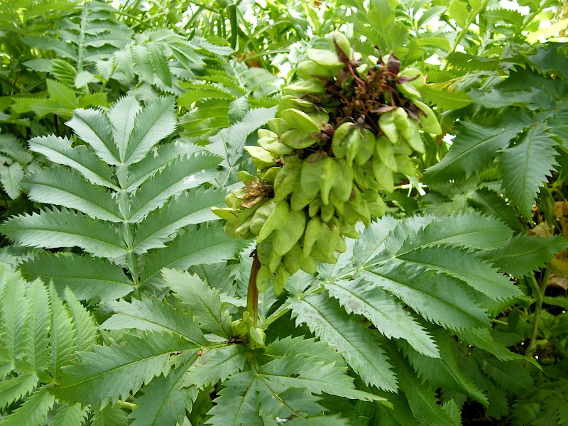 Melianthus major