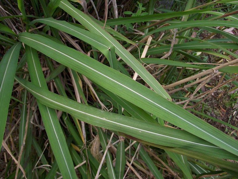 Miscanthus nepalensis
