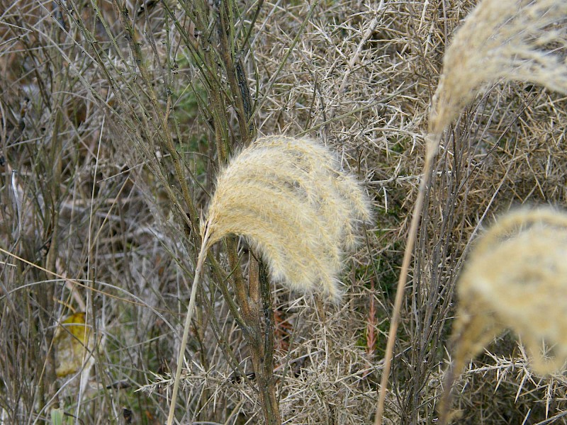 Miscanthus nepalensis