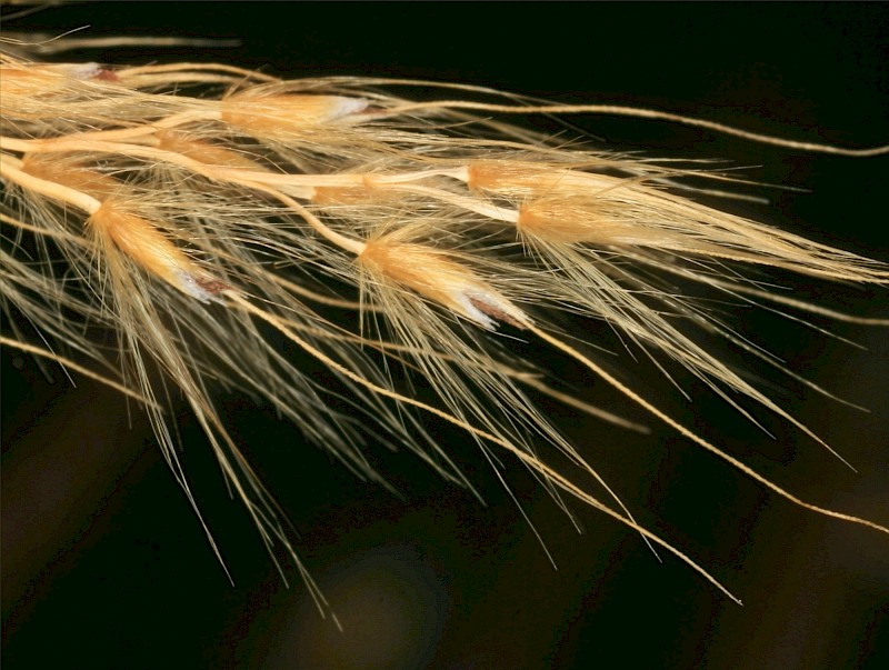 Miscanthus nepalensis